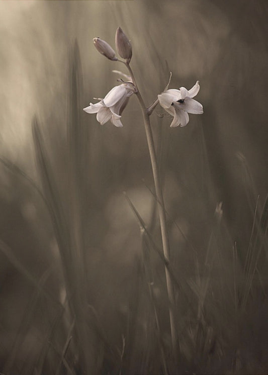 Eine kleine Blume auf dem Boden | Leinwand