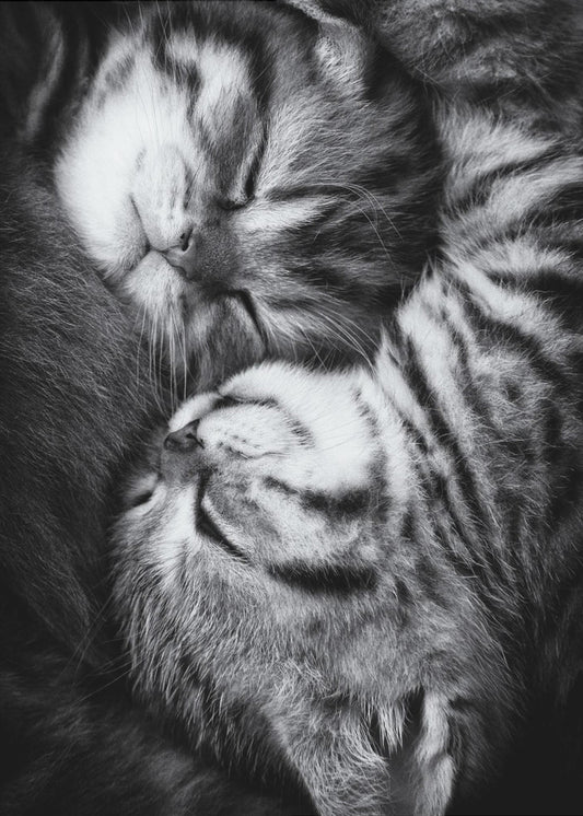 Yin und Yang | Poster