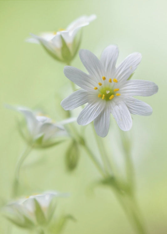 Spring sparkle | Poster