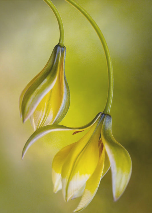 Tulipa | Leinwand