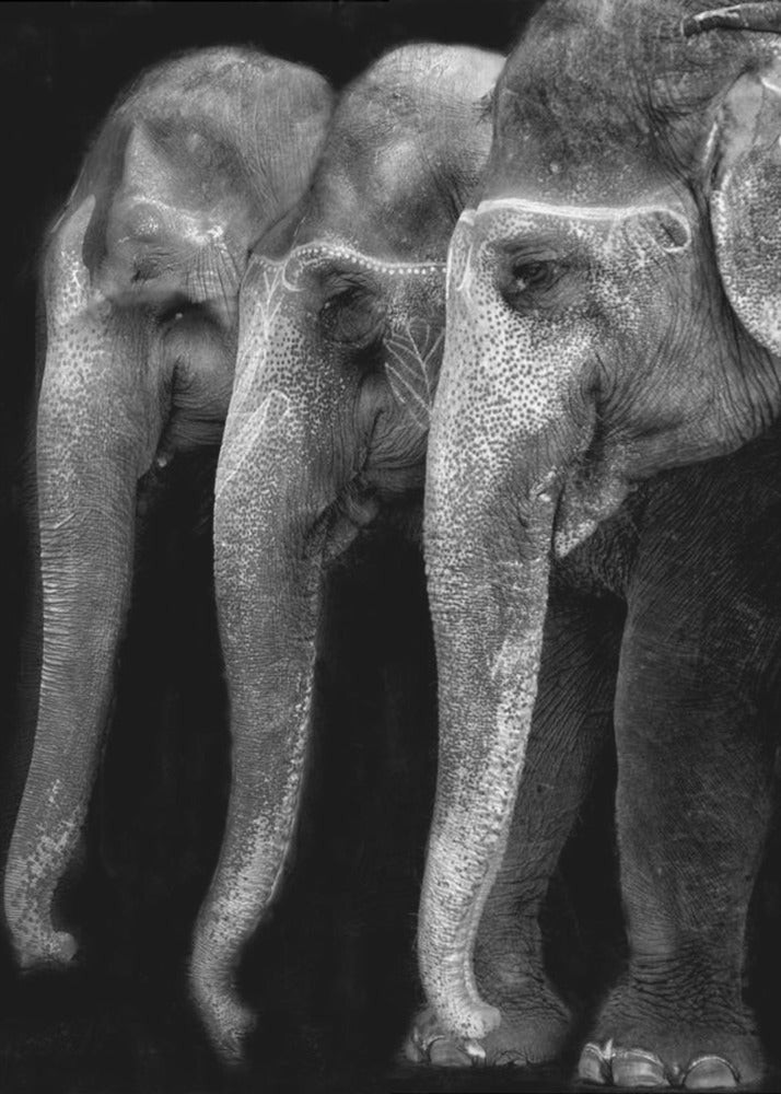 Das große Meisterwerk der Natur, ein Elefant; das einzige harmlose große Ding ... | Leinwand
