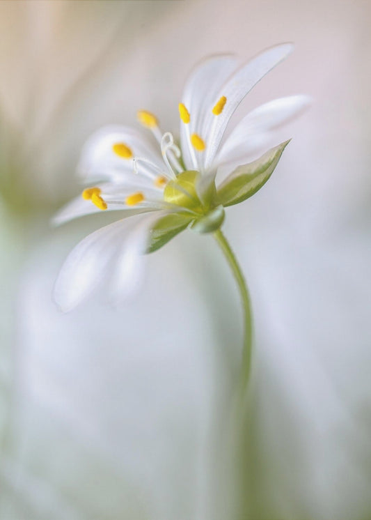 Stitchwort soft | Poster
