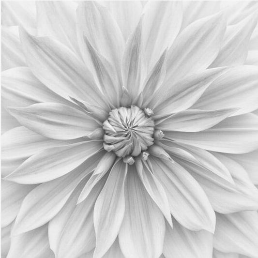 Hamari Gold in Monochrom | Leinwand