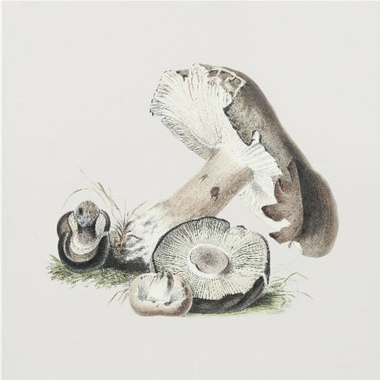 Vintage Agaricus Augustus Pilz | Leinwand