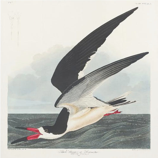 Schwarzer Scherenschnabel aus Birds of America (1827) | Leinwand