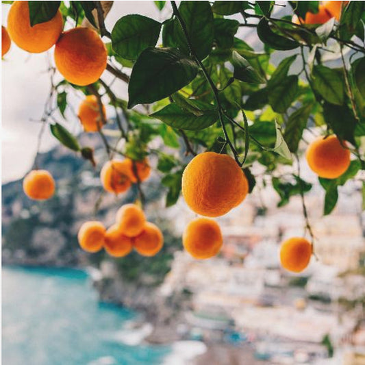 Orangen an der Amalfiküste | Leinwand