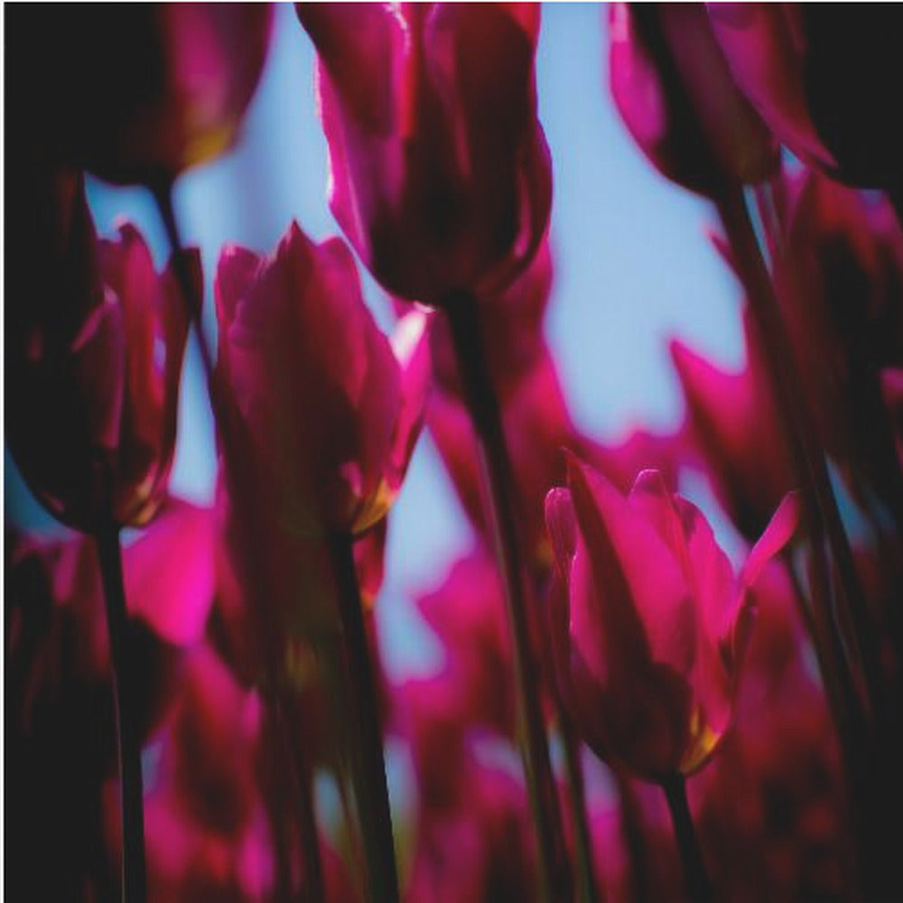 Lila Tulpen | Leinwand